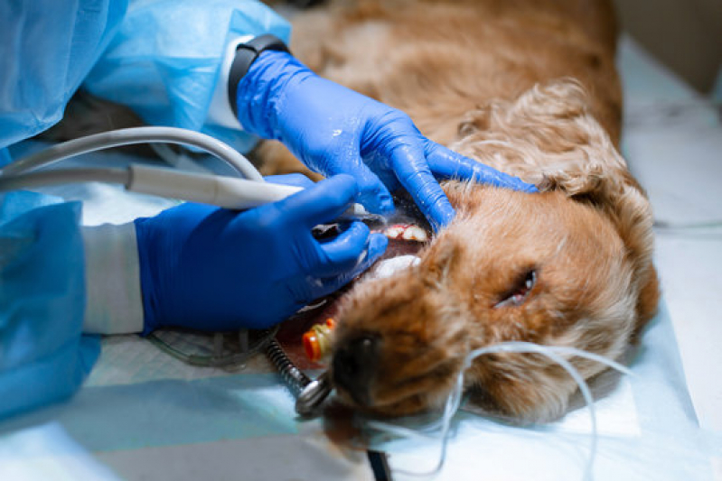 Clínica para Cirurgia Ruptura Ligamento Cruzado Cães Parque Horizonte - Cirurgia Reconstrutiva Veterinária