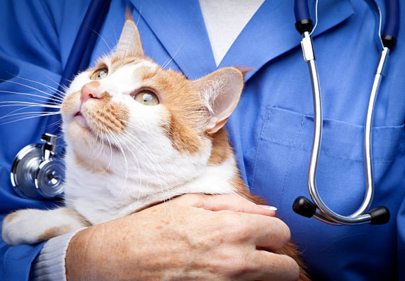 Clínica para Gato Ipês Rosa - Clínica Veterinária Gatos