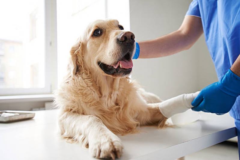 Clínica Pet para Animais Encontrar Jardim Santo Andre - Clínica Veterinária Dermatologia