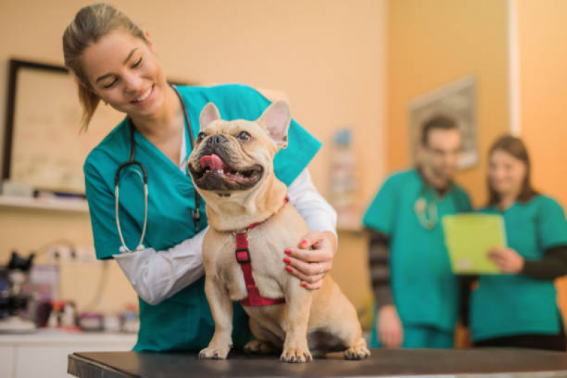 Clínica Pet para Cachorro Encontrar Paraíso Novo Ângulo - Clínica Veterinária Cães e Gatos