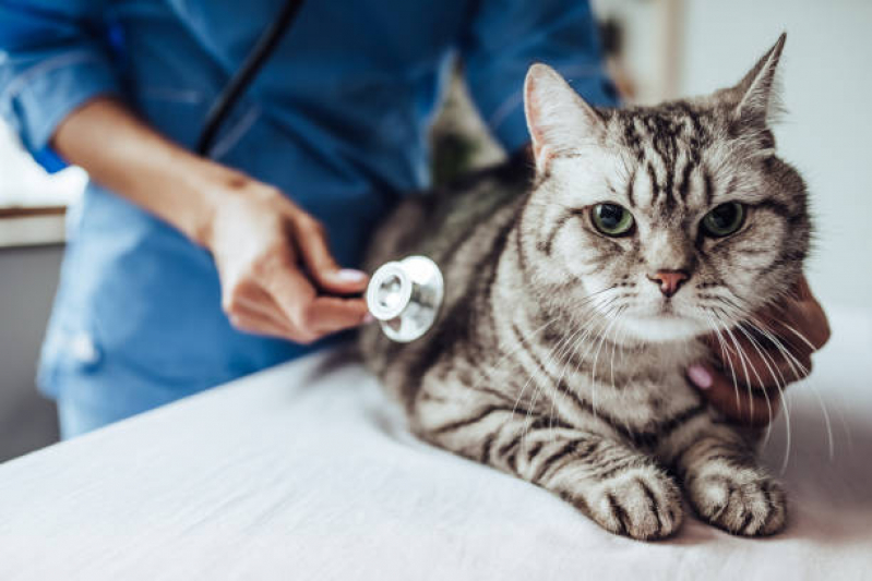 Clínica Pet para Gatos Encontrar Parque Fazendinha - Clínica Veterinária Dermatologia