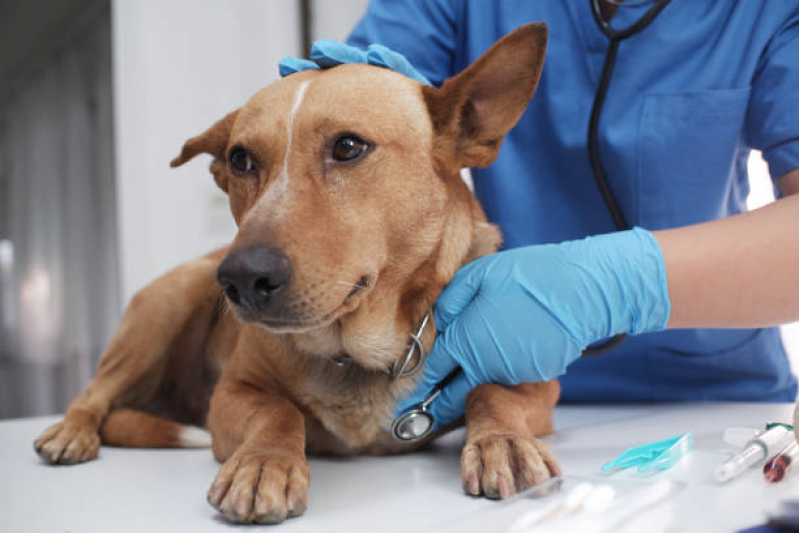 Clínica Pet Próxima de Mim Encontrar Chácara Reymar - Clínica Veterinária Cães e Gatos