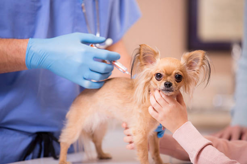 Clínica Que Aplica Vacina contra Giárdia para Cães Jardim Novo Horizonte - Vacina Antirrábica Animal