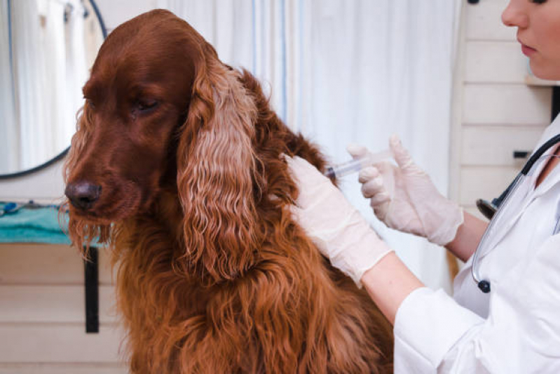 Clínica Que Aplica Vacina contra Leptospirose para Cães Jardim Sumarezinho - Vacina contra Leptospirose para Cães