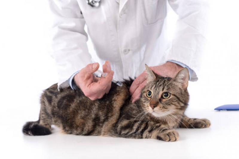 Clínica Que Aplica Vacina de Raiva para Gatos Jardim Denadai - Vacina V5 para Gato