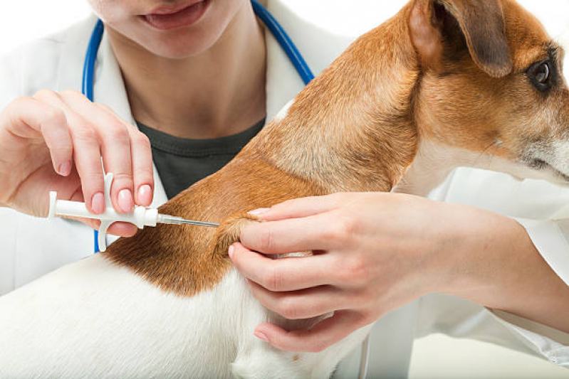 Clínica Que Aplica Vacina V10 para Cães Jardim Estrela - Vacina contra Giárdia para Cães