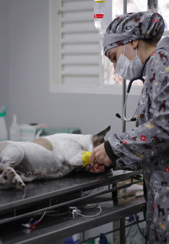 Clínica Que Faz Cirurgia de Cesária em Animais Jardim do Bosque - Cirurgia para Cachorro
