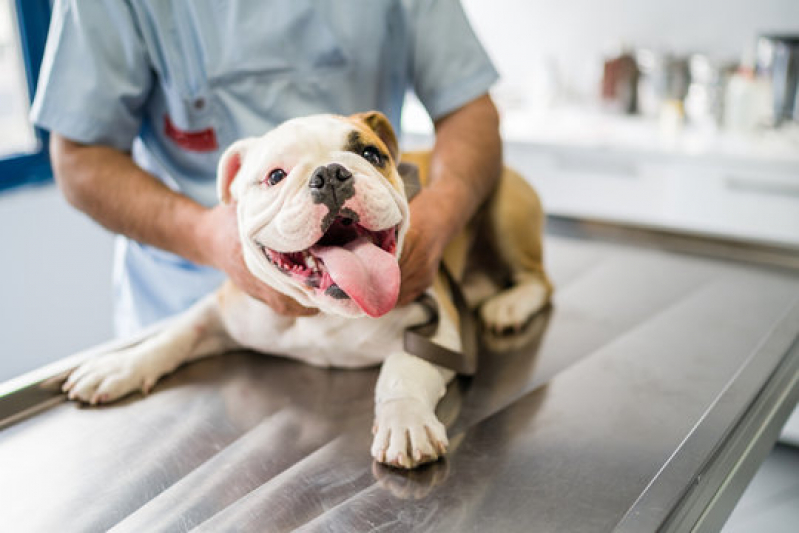 Clínica Que Faz Exame para Detectar Doença do Carrapato Chácara Reymar - Ultrassonografia para Cachorro