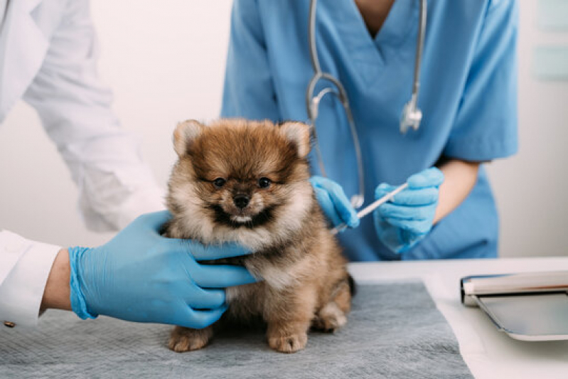 Clínica Que Faz Exame para Prevenção de Doença Renal em Animais Santa Emília - Ultrassonografia para Cachorro