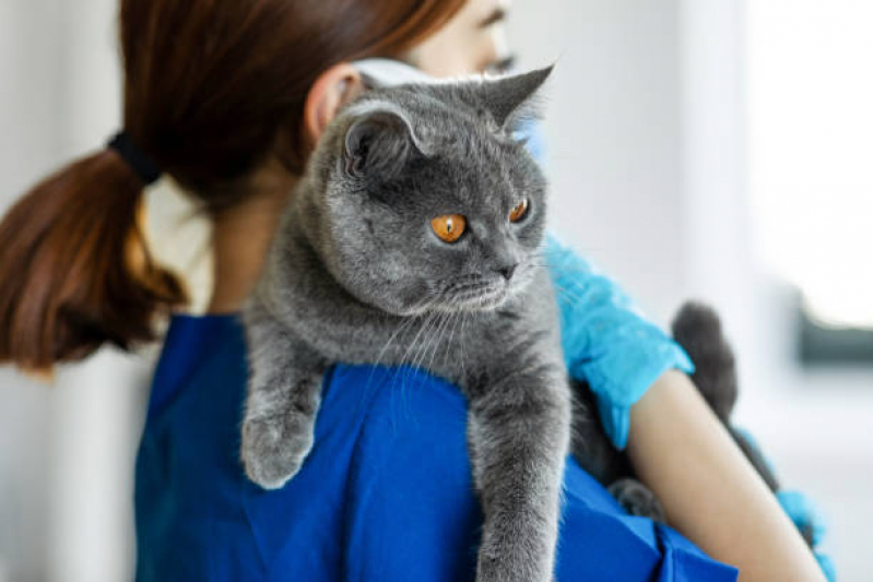 Clínica Que Faz Tratamento para Colangite em Gatos Parque Terras de Santa Maria - Tratamento para Fiv Felina