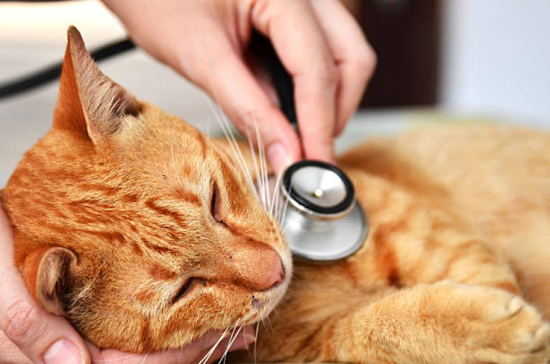 Clínica Que Faz Tratamento para Fiv Felina Jardim Nova Boa Vista - Tratamento para Cistite em Gatos