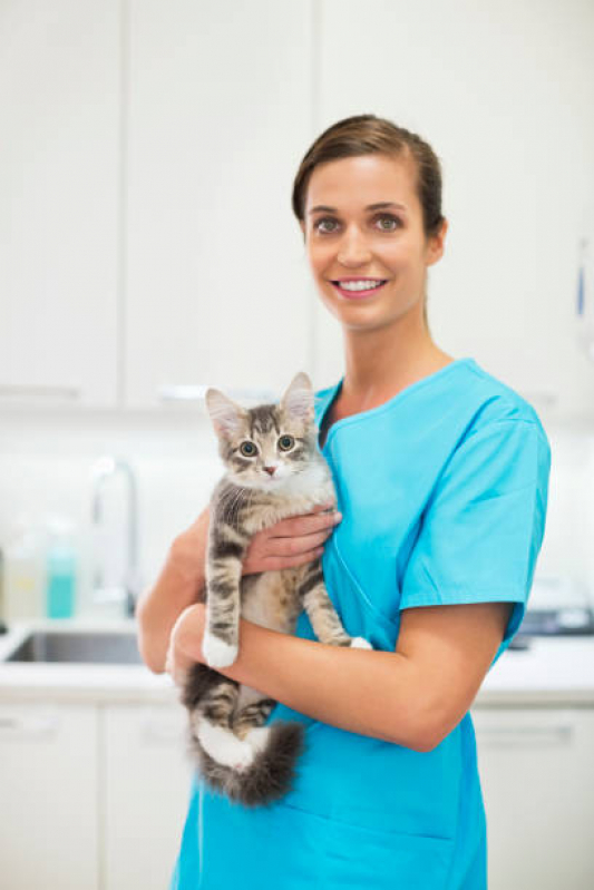 Clínica Que Faz Tratamento para Gatos Parque Fazendinha - Tratamento para Pancreatite em Gatos