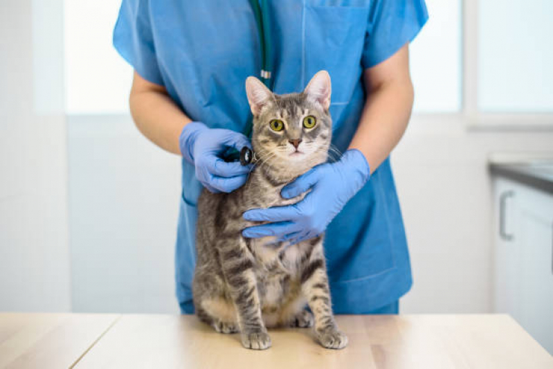 Clínica Que Faz Tratamento para Gripe em Gatos Jardim Santa Emília - Tratamento para Esporotricose Felina