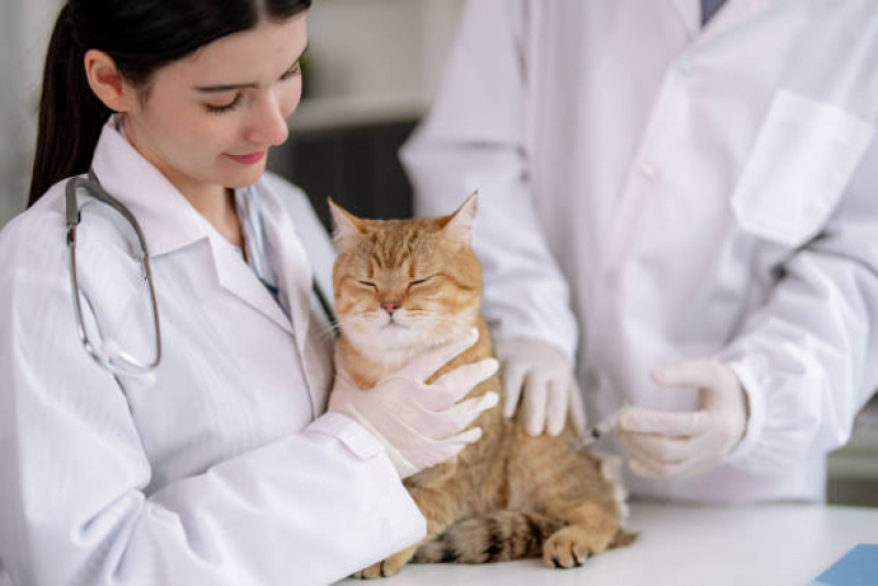 Clínica Que Faz Tratamento para Pancreatite em Gatos Condomínio Chácara Grota Azul - Tratamento para Cistite em Gatos