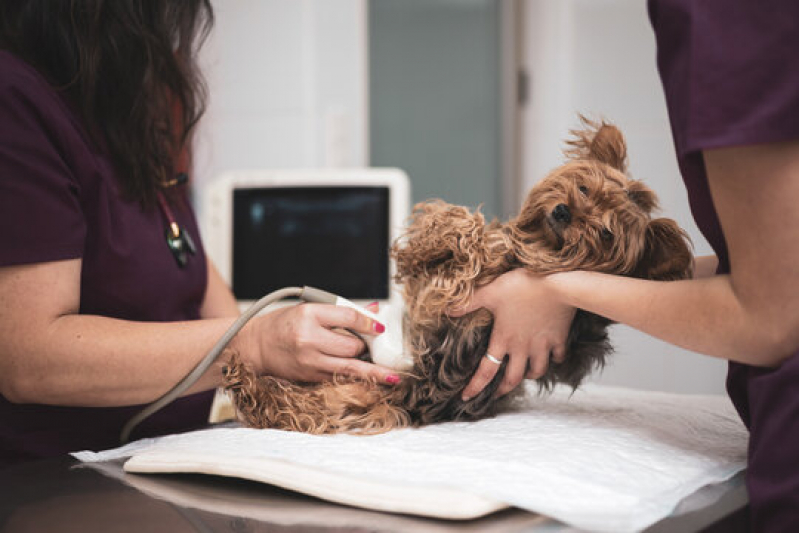 Clínica Que Faz Ultrassonografia para Cachorro Jardim do Jatoba - Ultrassonografia para Cachorro