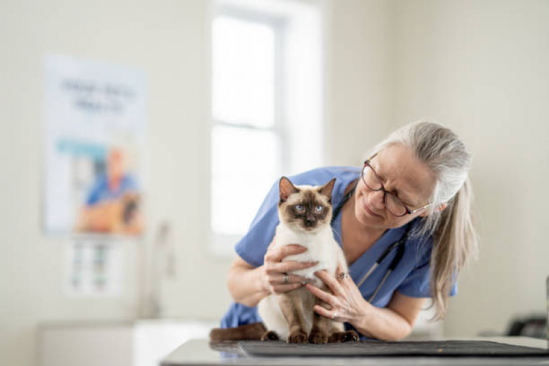 Clínica Veterinária Cães e Gatos Jardim do Brás - Clínica Pet para Castração