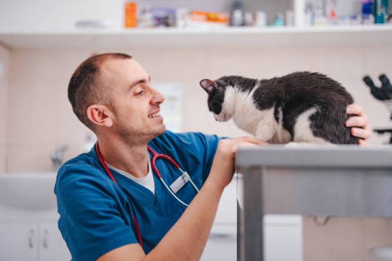 Clínica Veterinária de Gatos Telefone Jardim do Brás - Clínica Especializada em Gatos