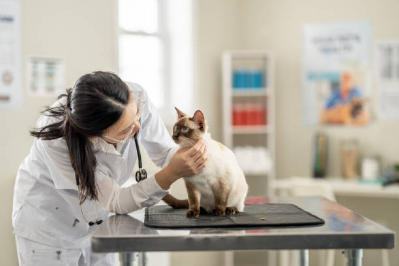 Clínica Veterinária de Gatos Parque Gabriel - Clínica Veterinária para Castrar Gatos