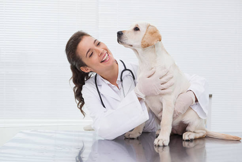 Clínica Veterinária Dermatologia Encontrar Remanso Campineiro - Clínica Pet para Animais