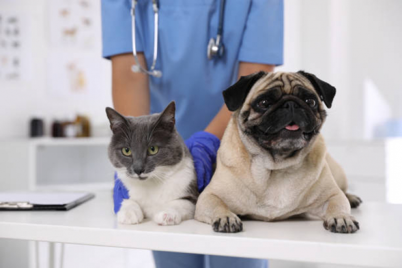 Clínica Veterinária Especializada em Gatos Telefone Vila América - Clínica Veterinária para Castrar Gatos