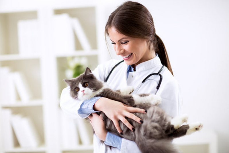 Clínica Veterinária Mais Próxima de Mim Jardim Sumarezinho - Clínica Veterinária para Gatos