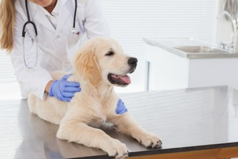 Clínica Veterinária para Cães Remanso Campineiro - Clínica Veterinária para Gatos