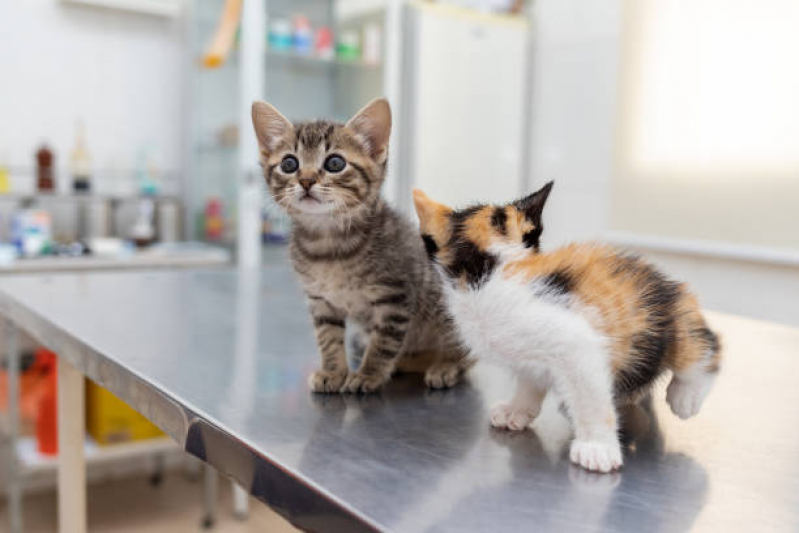 Clínica Veterinária para Castrar Gatos Telefone Jardim Minda - Clínica Especializada em Gatos