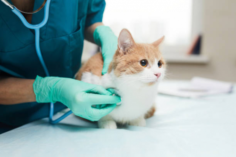 Clínica Veterinária para Castrar Gatos Jardim Boa Vista - Clínica para Gato
