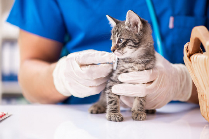 Consulta com Hospital Veterinário para Gatos e Cachorros Jardim Amanda I - Hospital Veterinário 24 Horas
