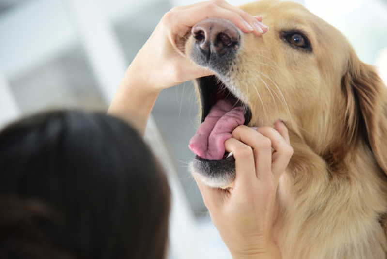 Consulta de Hospital Veterinário para Cachorros Parque Gabriel - Hospital para Tratamentos Veterinários