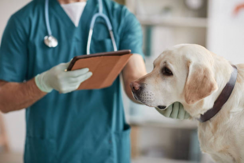 Consulta de Veterinário de Cães Jardim das Figueiras II - Veterinária Especialista em Pele de Cachorro