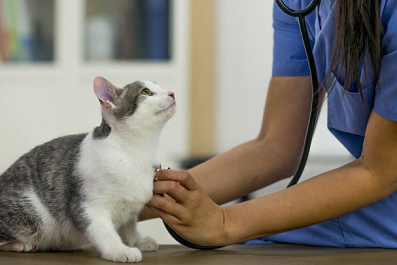 Consulta Médica para Gato Agendar Jardim das Paineiras - Consulta Veterinária para Felino