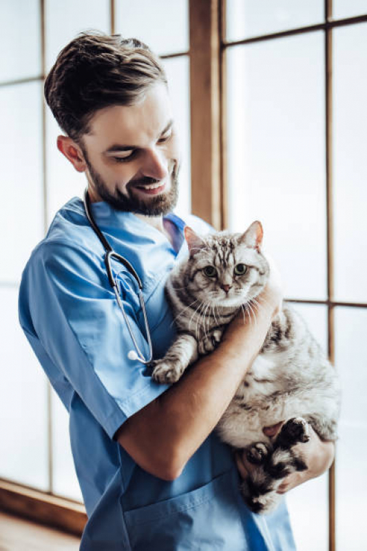 Consulta Popular para Gato Agendar Ipês Rosa - Consulta Veterinária para Felino