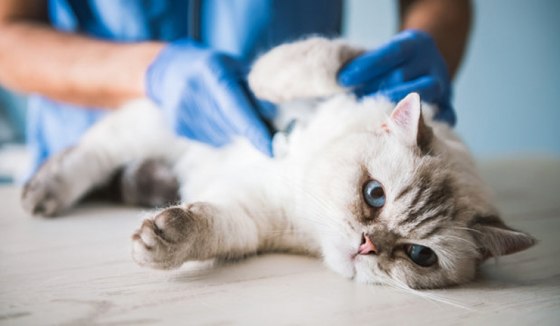 Contato de Clínica Veterinária para Gatos Parque São Jorge - Clínica Pet