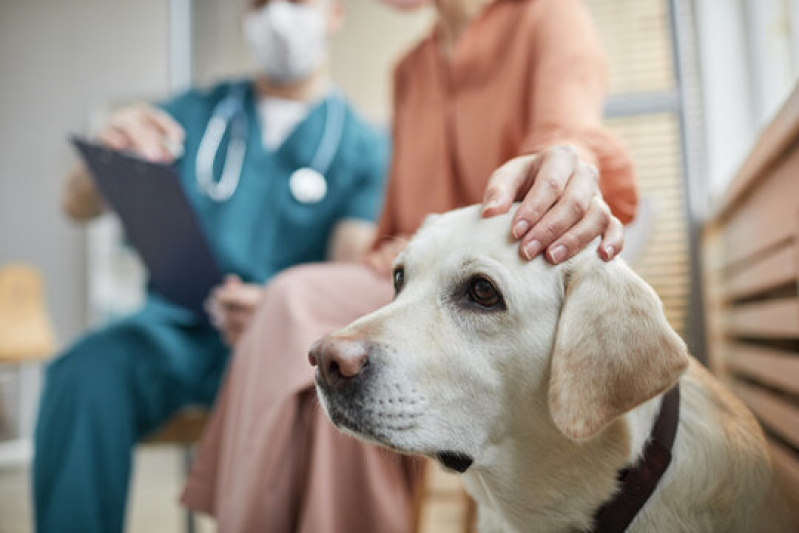 Contato de Clínica Veterinária Perto de Mim Jardim Sumarezinho - Clínica Veterinária para Cães