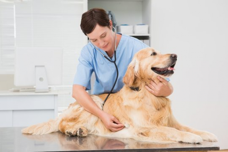 Ecocardiografia Cachorro Residencial Anauá - Exames em Cachorros