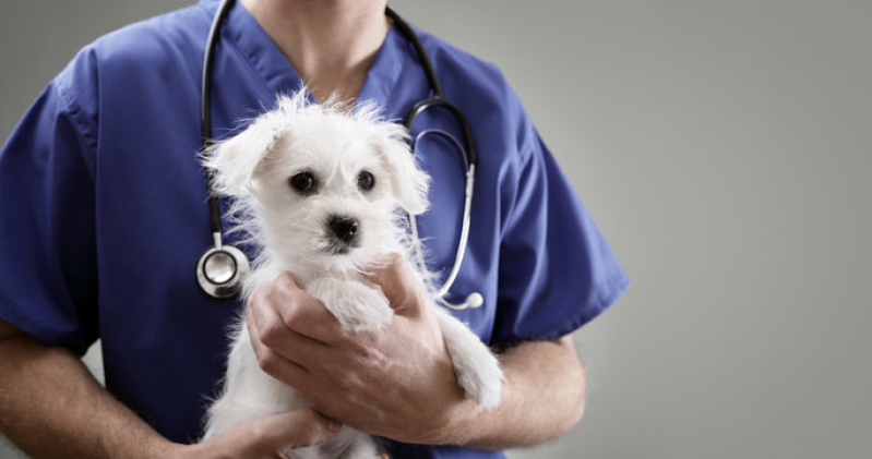 Endereço de Clínica Veterinária Mais Próxima de Mim Lote Remanso Campineiro - Clínica Veterinária para Cães