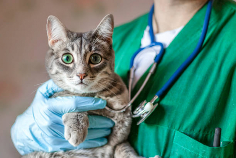 Endereço de Clínica Veterinária para Castrar Gatos Jardim Stella - Clínica para Gato