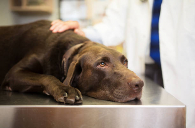 Endereço de Clínica Veterinária Popular Próximo de Mim Jardim Everest - Clínica Veterinária Cães e Gatos