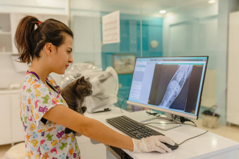 Exame de Raio X para Animais Parque Odimar - Ultrassonografia para Cachorro