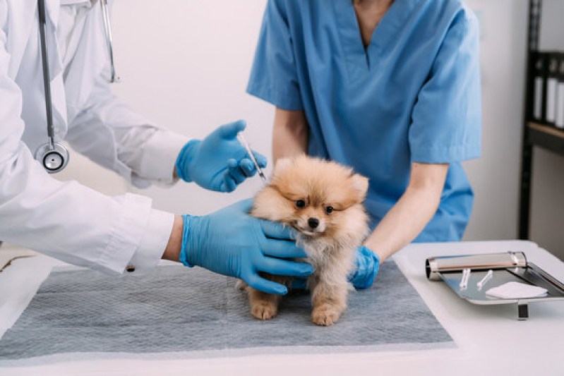 Exame para Prevenção de Doença Renal em Animais Agendar Sítio Panorama - Ultrassonografia para Cachorro
