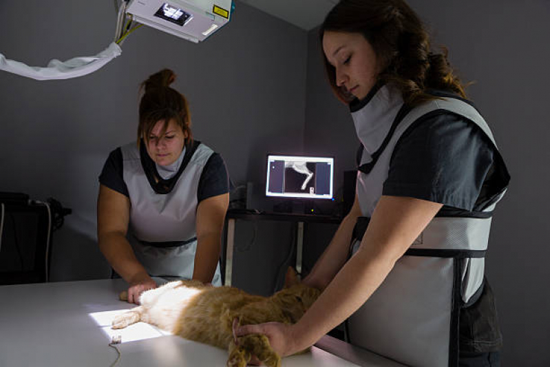 Exames Laboratoriais Animais Jardim do Brás - Exame para Teste Fiv Felv