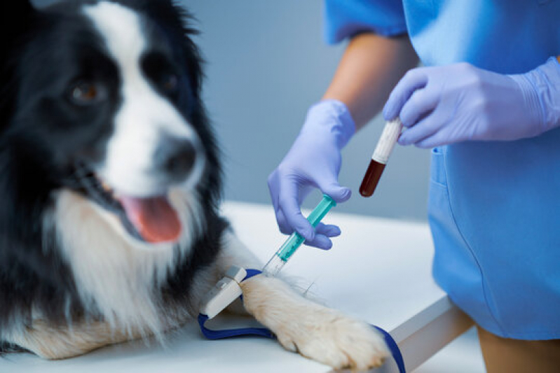 Exames Laboratoriais em Animais Agendar Jardim Estefânia - Exame para Teste Fiv Felv