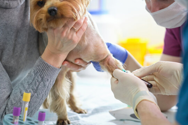 Exames Laboratoriais em Animais Marcar Parque das Nações - Ultrassonografia para Cachorro