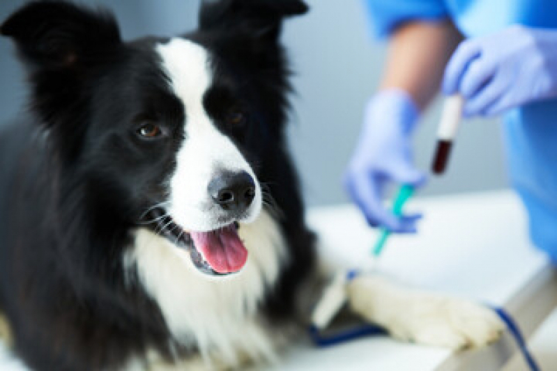 Exames Laboratoriais para Animais Agendar Jardim Amelia - Ultrassonografia para Cachorro