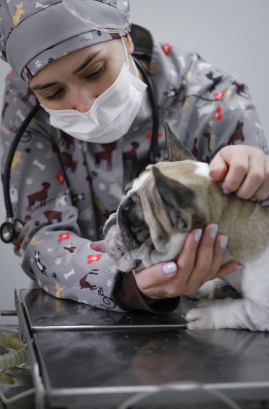Exames Veterinários Agendar Jardim Marchissolo - Ultrassonografia para Cachorro