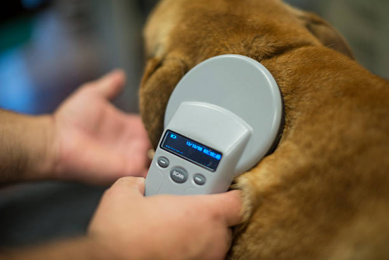 Microchipagem em Cães Procedimento Jardim Adelaide - Microchipagem em Animais
