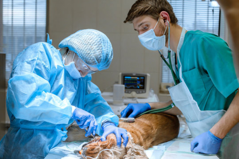 Onde Fazer Cirurgia para Cachorro Jardim Santa Luzia - Cirurgias para Animais Hortolândia