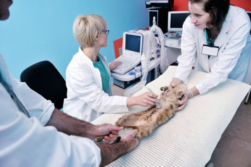 Onde Fazer Cirurgia para Castrar Cachorro Loteamento Recanto do Sol - Cirurgia em Animais Idosos