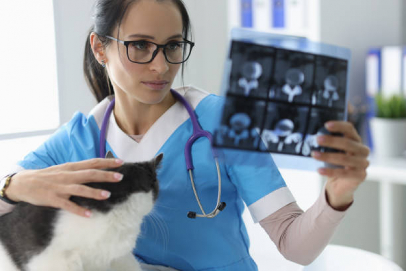 Onde Fazer Exame de Raio X para Animais Vila Boa Vista - Ultrassonografia para Cachorro